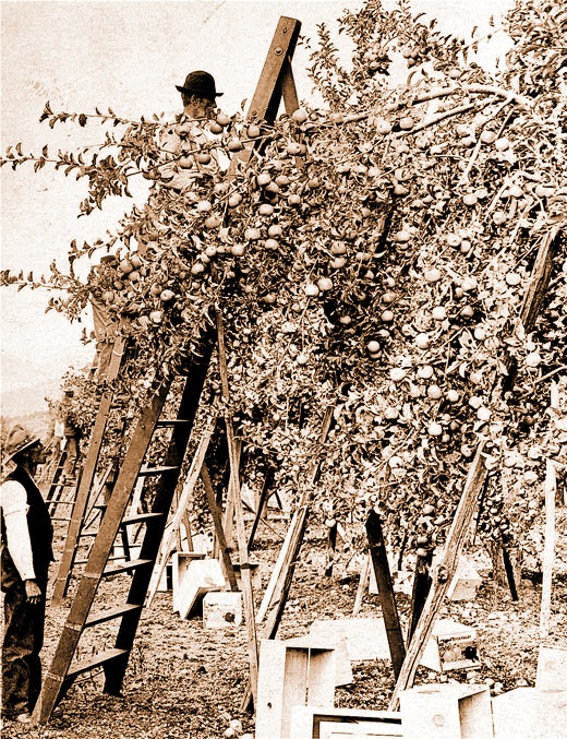 The Orchard Harvest