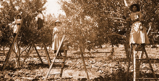 Women in the Orchard